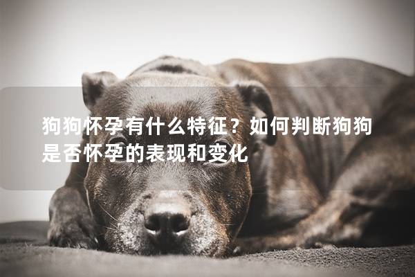 狗狗懷孕有什么特征?如何判斷狗狗是否懷孕的表現和變化 狗狗懷孕有什么特征?如何判斷狗狗是否懷孕的表現和變化