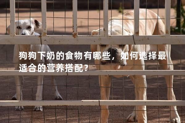 狗狗下奶的食物有哪些，如何選擇最適合的營養(yǎng)搭配？