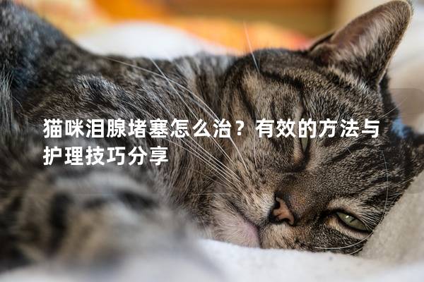 貓咪淚腺堵塞怎么治？有效的方法與護(hù)理技巧分享