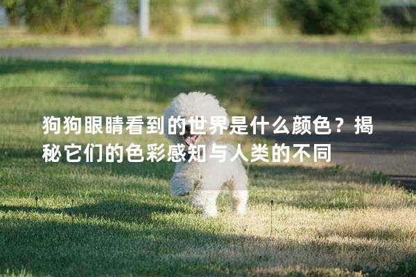 狗狗眼睛看到的世界是什么顏色？揭秘它們的色彩感知與人類的不同