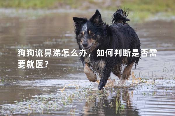 狗狗流鼻涕怎么辦，如何判斷是否需要就醫(yī)？