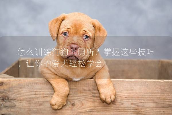 怎么訓(xùn)練狗狗上廁所？掌握這些技巧，讓你的愛(ài)犬輕松學(xué)會(huì)