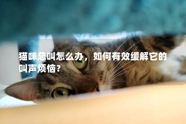 貓咪總叫怎么辦，如何有效緩解它的叫聲煩惱？