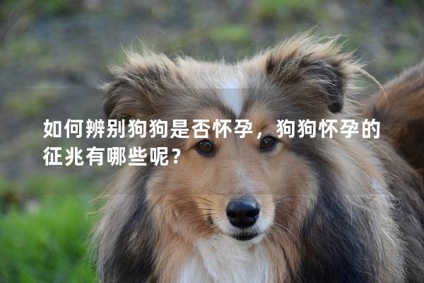 如何辨別狗狗是否懷孕，狗狗懷孕的征兆有哪些呢？