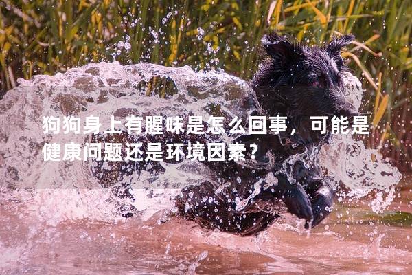 狗狗身上有腥味是怎么回事，可能是健康問題還是環境因素？