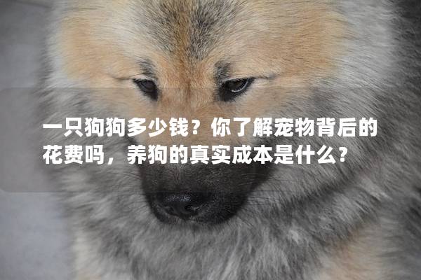 一只狗狗多少錢？你了解寵物背后的花費(fèi)嗎，養(yǎng)狗的真實(shí)成本是什么？