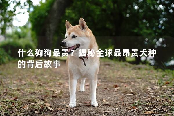 什么狗狗最貴?揭秘全球最昂貴犬種的背后故事 什么狗狗最貴?揭秘全球最昂貴犬種的背后故事