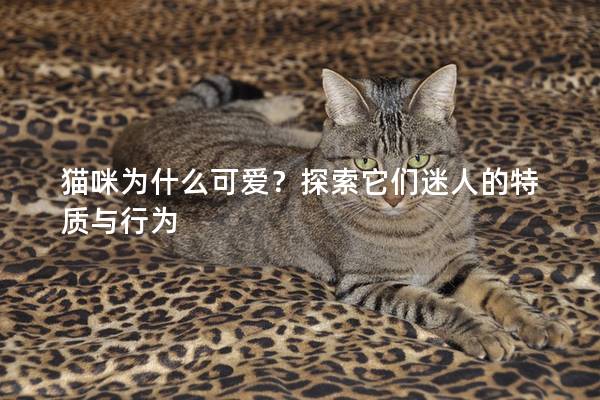 貓咪為什么可愛？探索它們迷人的特質(zhì)與行為