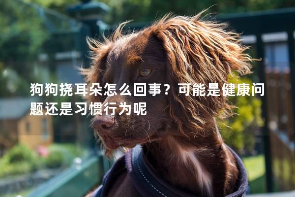 狗狗撓耳朵怎么回事？可能是健康問(wèn)題還是習(xí)慣行為呢