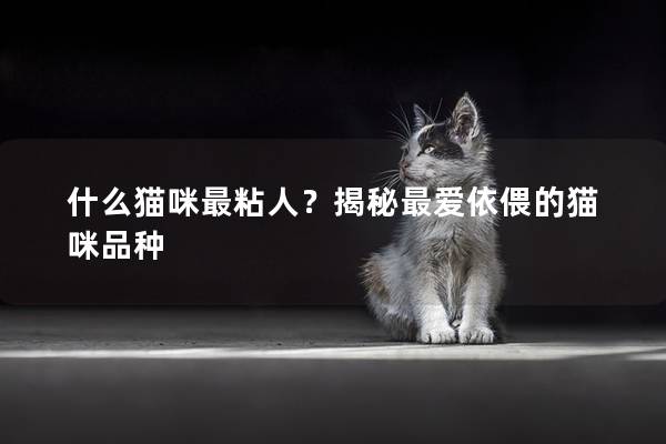 什么貓咪最粘人?揭秘最愛依偎的貓咪品種 什么貓咪最粘人?揭秘最愛依偎的貓咪品種