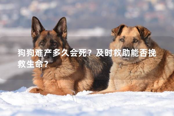 狗狗難產(chǎn)多久會(huì)死？及時(shí)救助能否挽救生命？