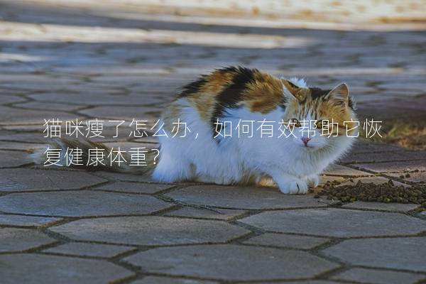 貓咪瘦了怎么辦，如何有效幫助它恢復健康體重？
