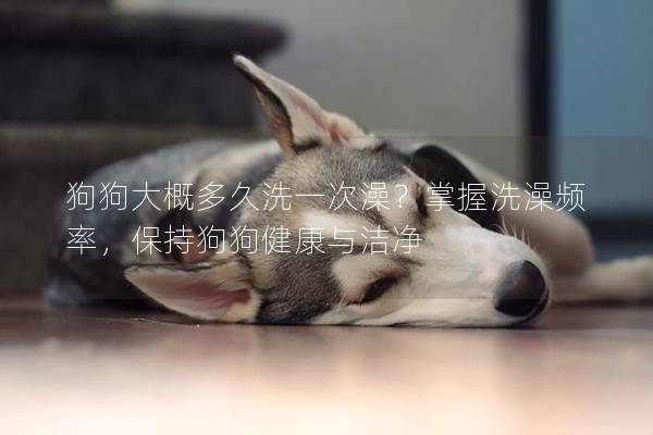 狗狗大概多久洗一次澡？掌握洗澡頻率，保持狗狗健康與潔凈