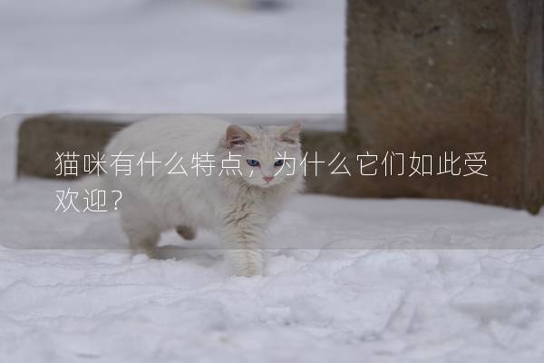 貓咪有什么特點(diǎn)，為什么它們?nèi)绱耸軞g迎？