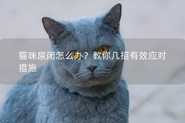 貓咪尿閉怎么辦？教你幾招有效應(yīng)對措施