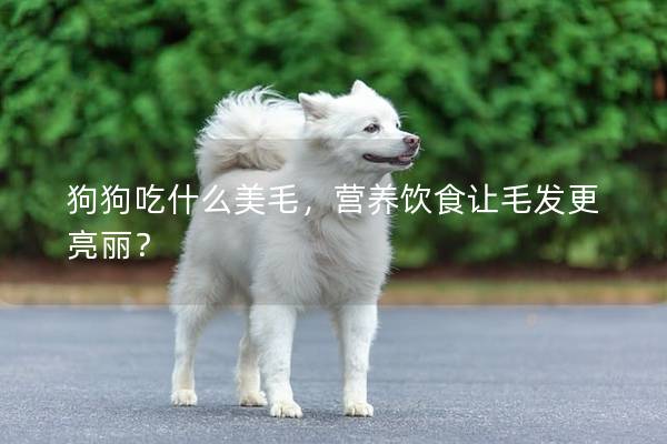 狗狗吃什么美毛，營(yíng)養(yǎng)飲食讓毛發(fā)更亮麗？