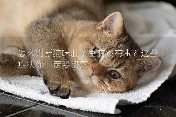 怎么判斷貓咪肚子里有沒有蟲？這些癥狀你一定要留意
