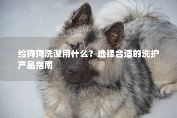 給狗狗洗澡用什么？選擇合適的洗護產品指南