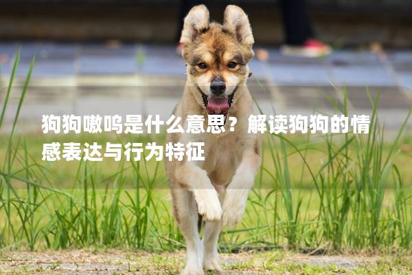 狗狗嗷嗚是什么意思？解讀狗狗的情感表達與行為特征