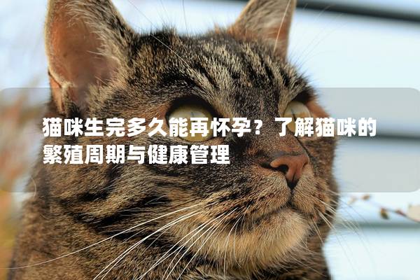 貓咪生完多久能再懷孕？了解貓咪的繁殖周期與健康管理