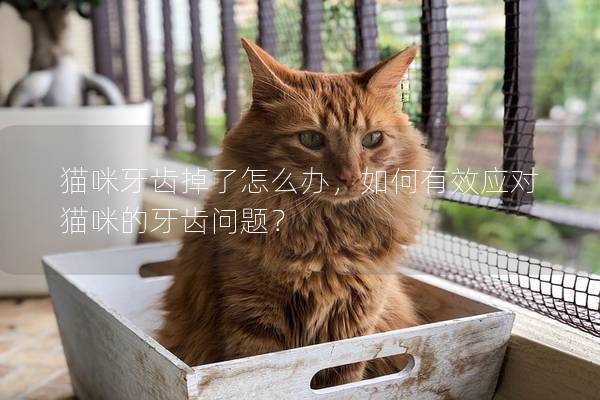 貓咪牙齒掉了怎么辦，如何有效應(yīng)對貓咪的牙齒問題？