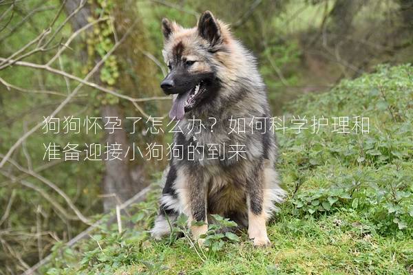 狗狗懷孕了怎么辦?如何科學護理和準備迎接小狗狗的到來 狗狗懷孕了怎么辦?如何科學護理和準備迎接小狗狗的到來