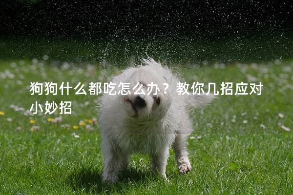狗狗什么都吃怎么辦?教你幾招應對小妙招 狗狗什么都吃怎么辦?教你幾招應對小妙招