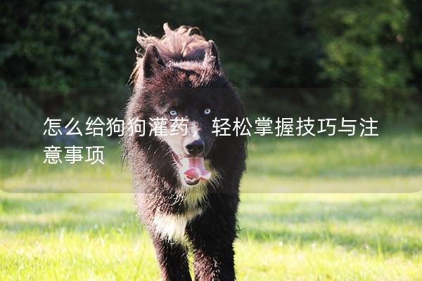 怎么給狗狗灌藥，輕松掌握技巧與注意事項