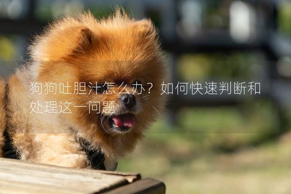 狗狗吐膽汁怎么辦？如何快速判斷和處理這一問題