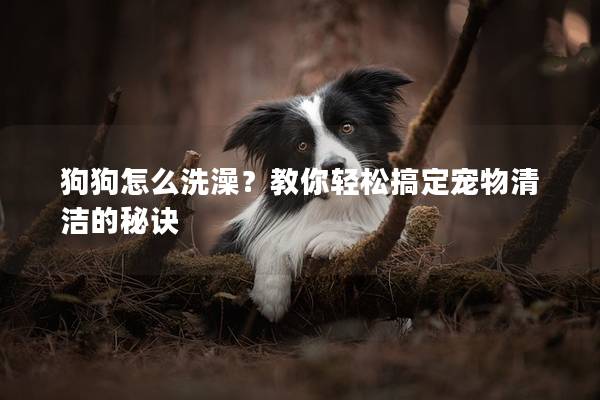 狗狗怎么洗澡？教你輕松搞定寵物清潔的秘訣