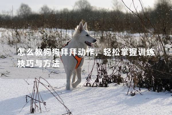 怎么教狗狗拜拜動(dòng)作，輕松掌握訓(xùn)練技巧與方法