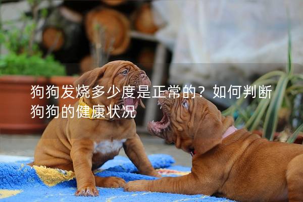 狗狗發(fā)燒多少度是正常的？如何判斷狗狗的健康狀況