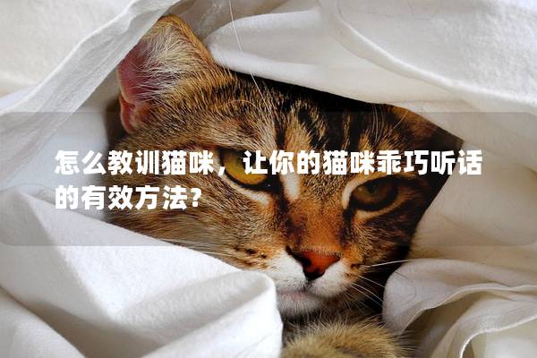 怎么教訓貓咪，讓你的貓咪乖巧聽話的有效方法？