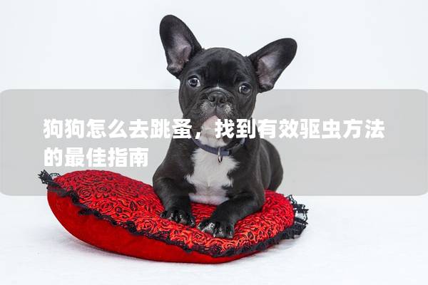 狗狗怎么去跳蚤，找到有效驅(qū)蟲方法的最佳指南