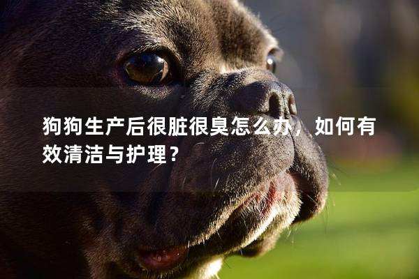 狗狗生產后很臟很臭怎么辦，如何有效清潔與護理？