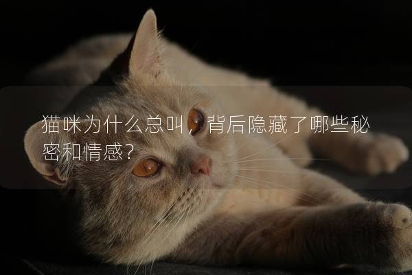 貓咪為什么總叫，背后隱藏了哪些秘密和情感？