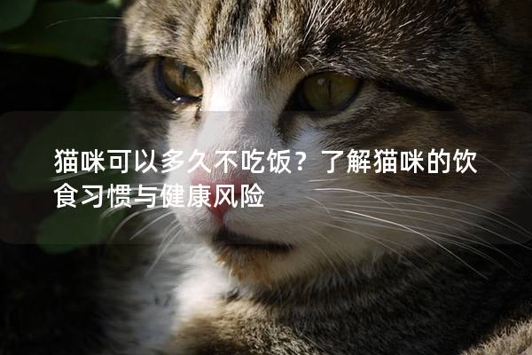 貓咪可以多久不吃飯？了解貓咪的飲食習慣與健康風險