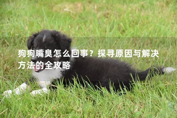 狗狗嘴臭怎么回事？探尋原因與解決方法的全攻略