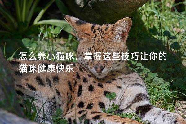 怎么養小貓咪，掌握這些技巧讓你的貓咪健康快樂