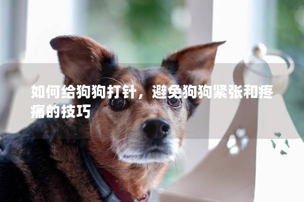 如何給狗狗打針，避免狗狗緊張和疼痛的技巧