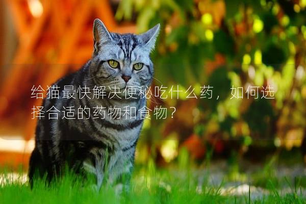 給貓最快解決便秘吃什么藥，如何選擇合適的藥物和食物？