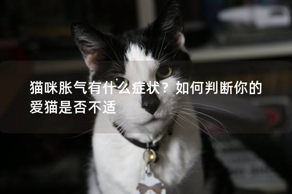 貓咪脹氣有什么癥狀？如何判斷你的愛貓是否不適