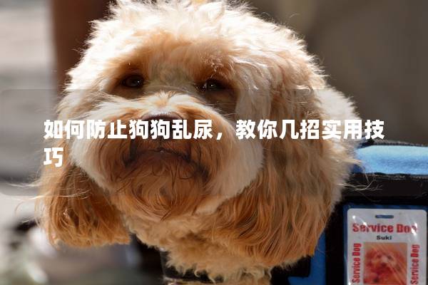 如何防止狗狗亂尿，教你幾招實用技巧