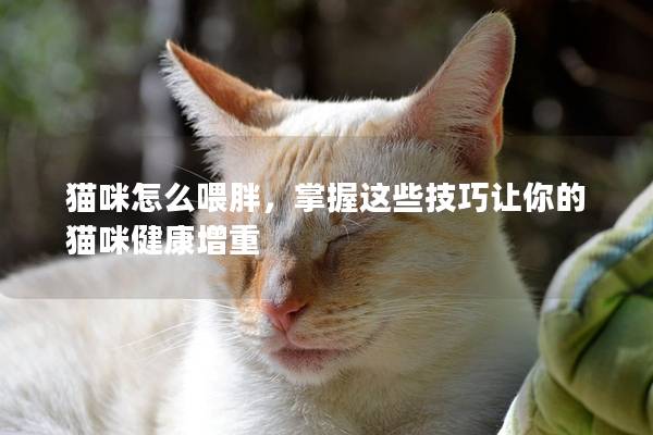 貓咪怎么喂胖，掌握這些技巧讓你的貓咪健康增重