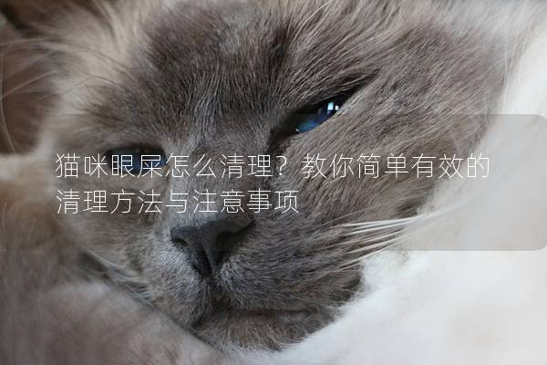 貓咪眼屎怎么清理？教你簡單有效的清理方法與注意事項