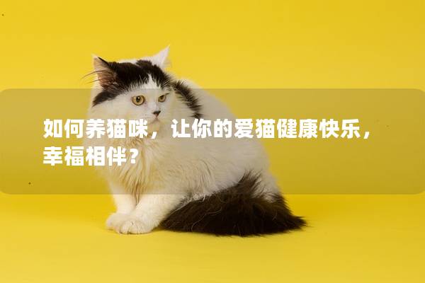 如何養(yǎng)貓咪，讓你的愛貓健康快樂，幸福相伴？
