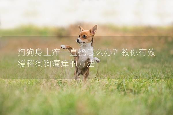 狗狗身上癢一直撓怎么辦？教你有效緩解狗狗瘙癢的方法