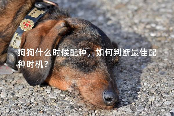 狗狗什么時候配種，如何判斷最佳配種時機(jī)？