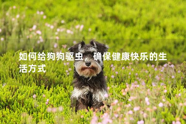 如何給狗狗驅(qū)蟲，確保健康快樂(lè)的生活方式
