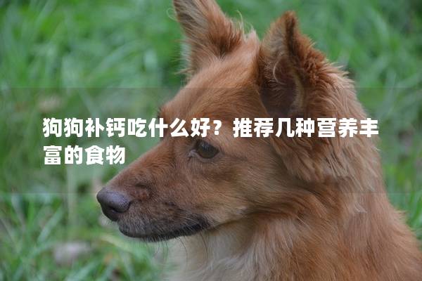 狗狗補(bǔ)鈣吃什么好？推薦幾種營養(yǎng)豐富的食物